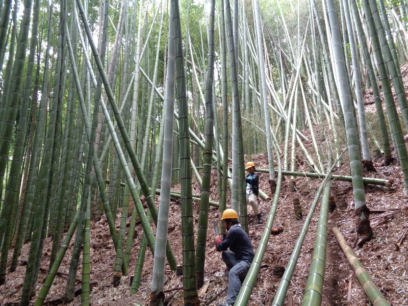 竹林の整備作業の様子=千葉県長柄町で2018年8月20日