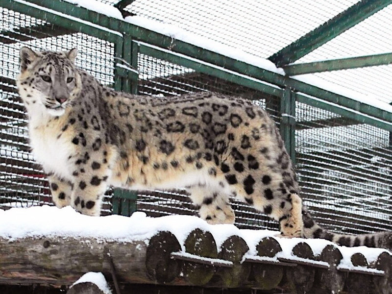 ユキヒョウ ロシアから来ました 王子動物園に雄仲間入り 兵庫 毎日新聞