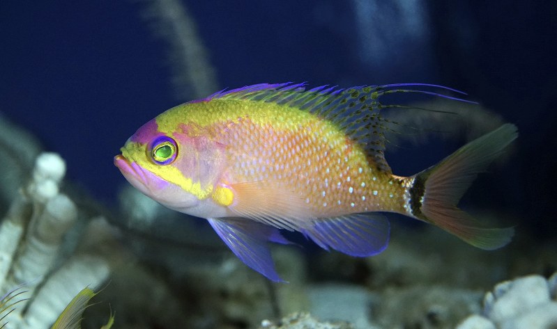 ボロサクラダイ=沖縄美ら海水族館提供