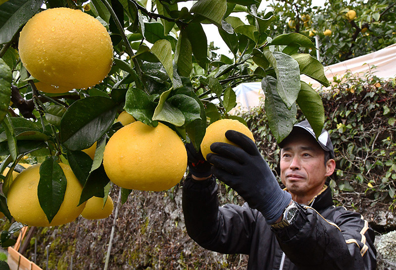 支局長からの手紙 台所の黄金袋 高知 毎日新聞