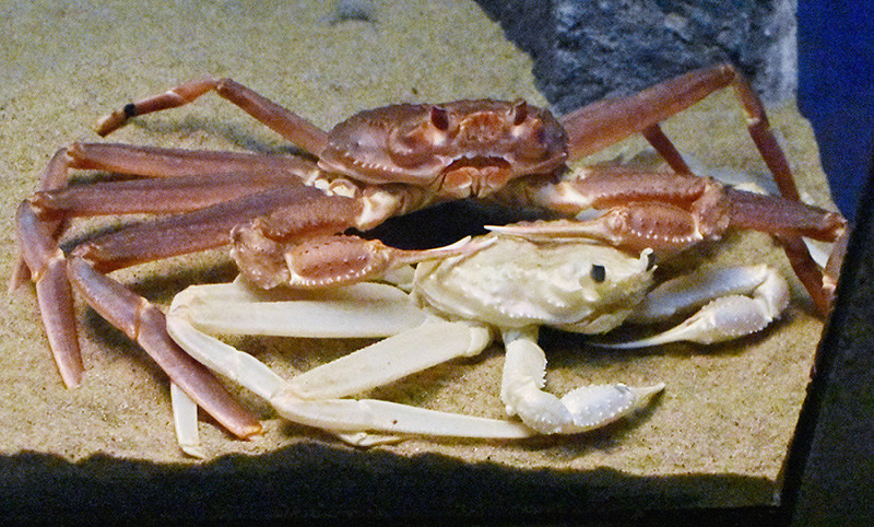 白カニ 珍 お目見え 浜田のアクアスで展示 島根 毎日新聞