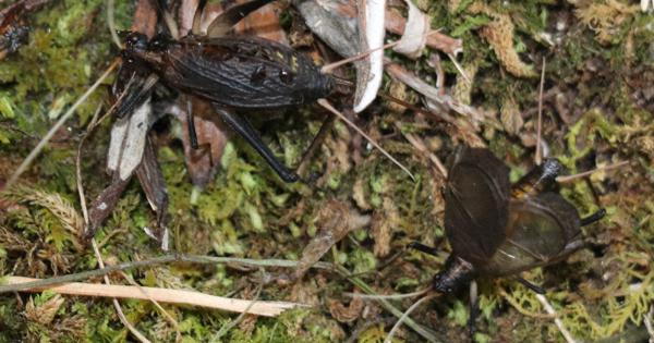 くりむぱん。スズムシの鳴き声虫籠和風インテリア置き物 虫カゴと鈴虫 | 和風デザイン・和柄素材なら Wagara Design Navi