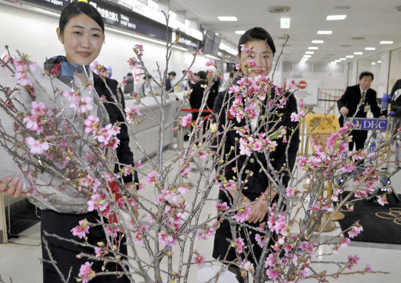 鮮やかな濃いピンクの花の琉球寒緋桜=成田空港で2019年1月18日午後5時5分、中村宰和撮影