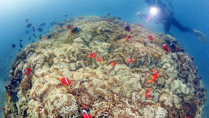 2012年の大浦湾。ハマクマノミとミツボシクロスズメダイが100匹以上も群れる「クマノミ城」=沖縄県名護市沖で2012年4月27日、三村政司撮影