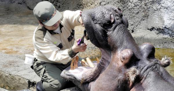疑問氷解 動物は歯磨きをしなくても 虫歯にならないのですか 毎日新聞