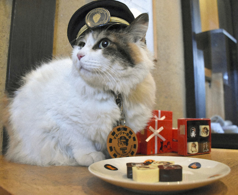 新発売のバレンタインチョコレートをPRするニタマ=和歌山県紀の川市の貴志駅で2019年1月22日、後藤奈緒撮影