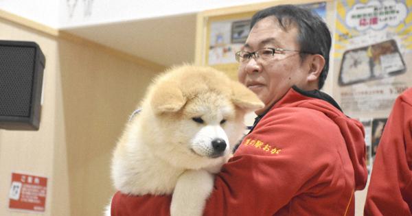 Baccarat 秋田犬　戌年の方にプレゼントいかがですか？ 楽天市場】バカラ クリスタル 犬 クリア 2811187 Baccarat Zodiac Dog