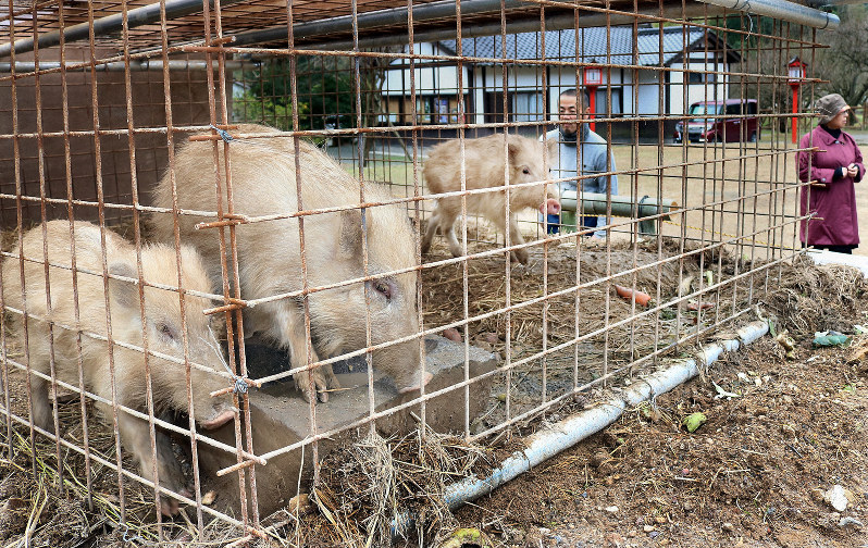 白い毛並みで参拝客に人気のイノシシ=鹿児島県薩摩川内市東郷町藤川の藤川天神で2019年1月22日午前11時35分ごろ、降旗英峰撮影