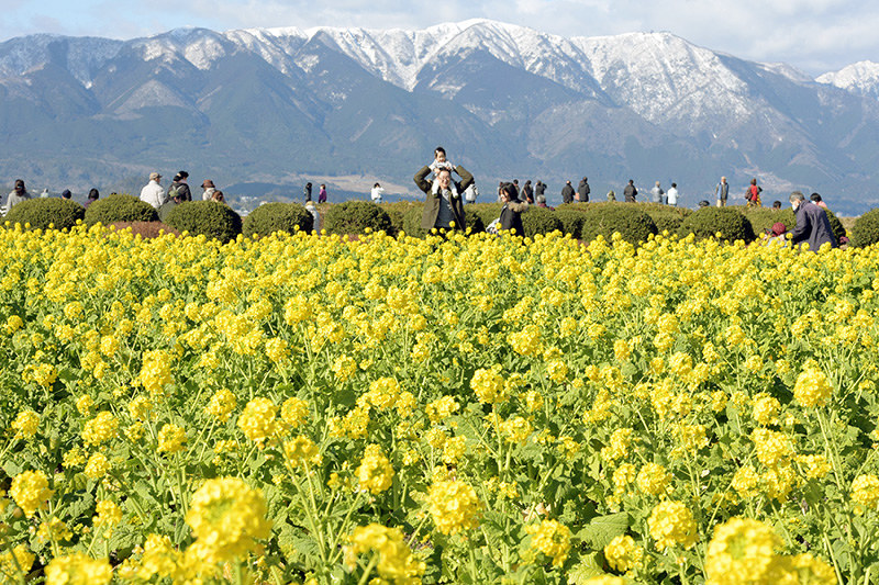 菜の花 冬と春 一望 滋賀 守山で見ごろ 毎日新聞