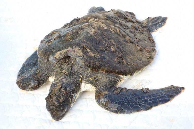 福岡県福津市の宮地浜に漂着したアオウミガメ=福津市提供
