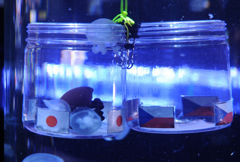 日の丸を付けた容器(左)に次々に入る白色や焦げ茶色のクラゲ。チェコの容器には一匹も入らなかった=山形県鶴岡市今泉の市立加茂水族館で2019年1月25日、長南里香撮影