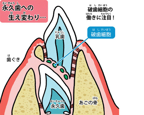 疑問氷解 動物は歯磨きをしなくても 虫歯にならないのですか 毎日新聞