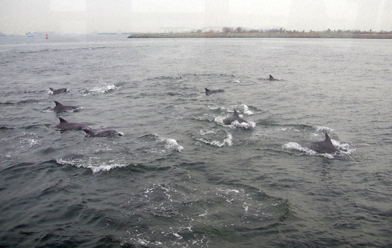 大阪湾にイルカの群れ 約30頭、海上保安庁が撮影 | 毎日新聞