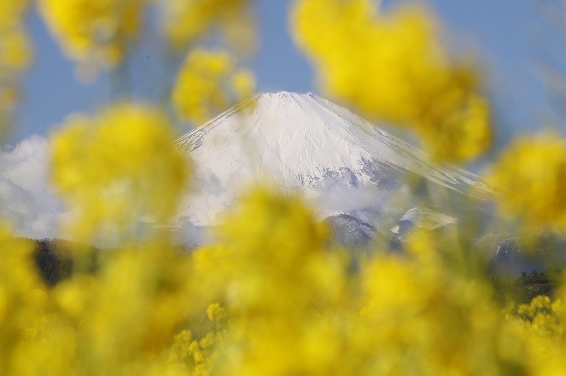 季節 雪化粧の富士山と菜の花が共演 早咲き6万本見ごろ 神奈川 二宮 写真特集4 7 毎日新聞