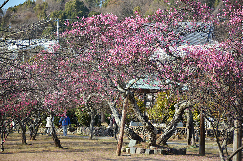 梅 紅白が競演 松山 梅津寺公園 愛媛 毎日新聞