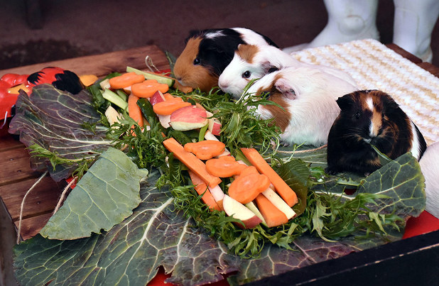 動物や野菜を食べる