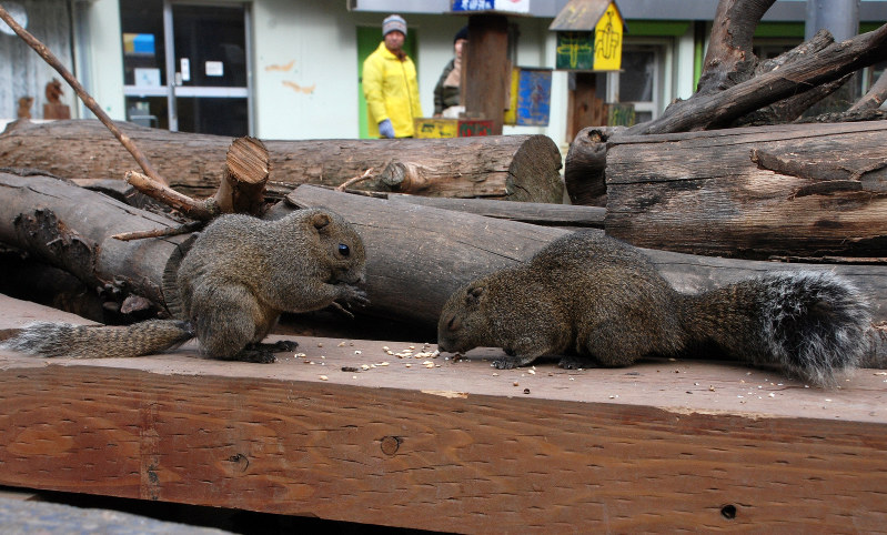 どうぶつ 神経質なペットのシマリス 毎日新聞
