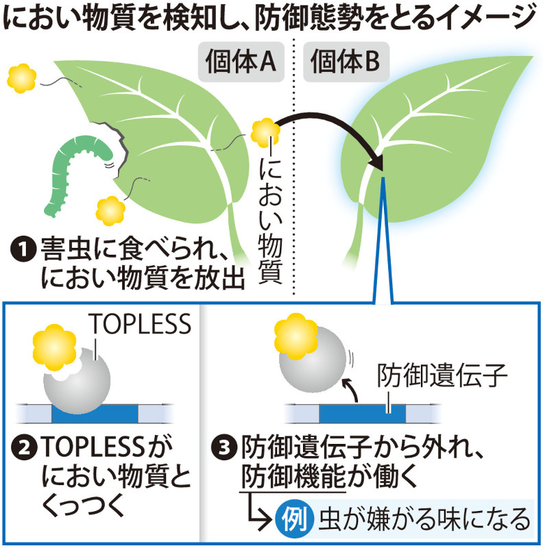 におい物質を検知し、防御態勢をとるイメージ