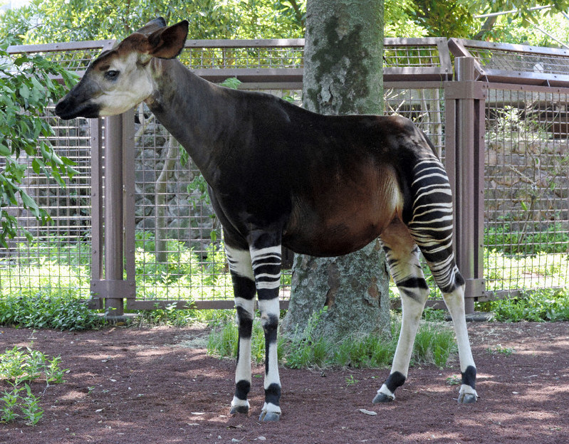 国内最高齢のオカピ カセンイ 天国へ 上野動物園 毎日新聞