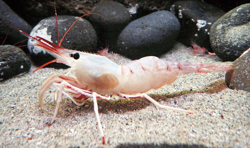 シラユキモロトゲエビ=アクアマリンふくしま提供