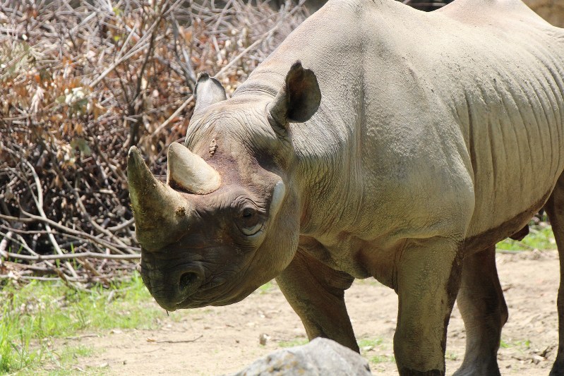 7日に死んだ国内最高齢のクロサイ「トミー」=大阪市天王寺動物園提供