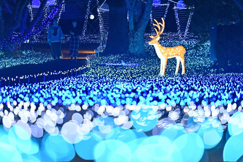 公園一帯を光で しあわせ回廊なら瑠璃絵 試験点灯始まる 毎日新聞