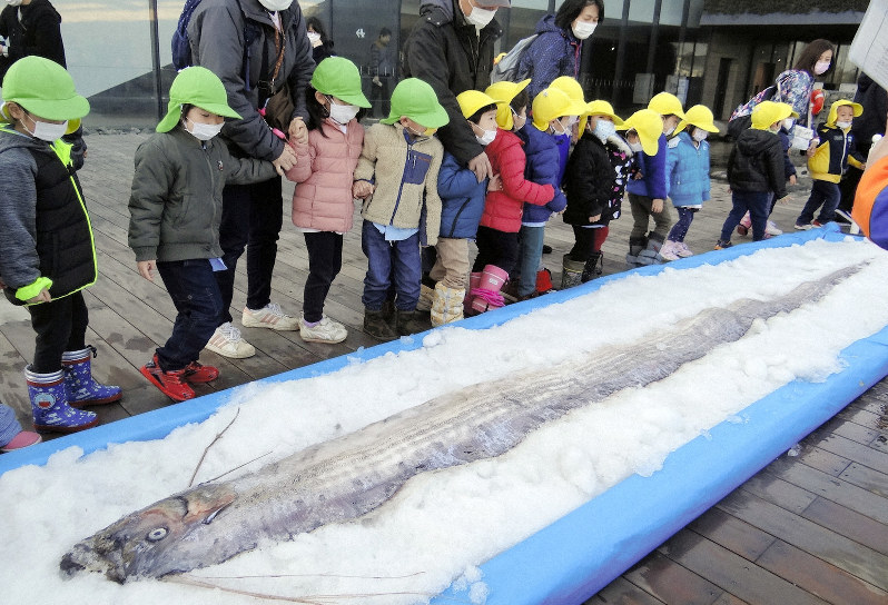 大きなリュウグウノツカイに目を見張る保育園児ら=新潟県上越市で19年2月7日、浅見茂晴撮影