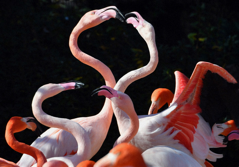 ハートに見える フラミンゴの求愛行動が人気 神戸 王子動物園 毎日新聞
