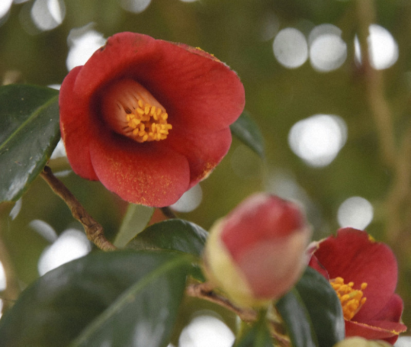 早春告げる 椿まつり 60種の花 楽しんで 毎日新聞