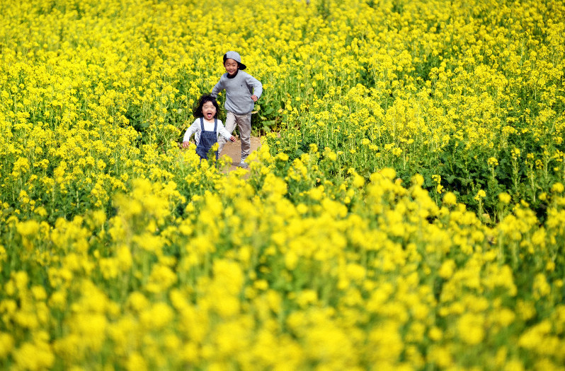春を呼ぶ黄色 菜の花1万本 見ごろ3月末まで 愛知 田原 毎日新聞 春を呼ぶ黄色 菜の花1万本 見ごろ3月末まで 愛知 田原 毎日新聞