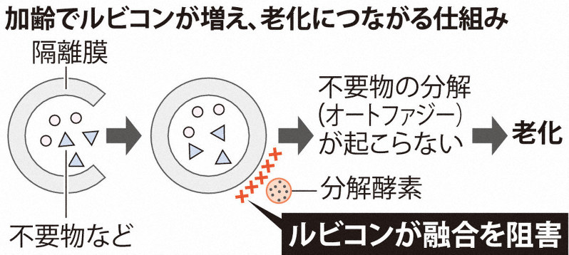 加齢でルビコンが増え、老化につながる仕組み