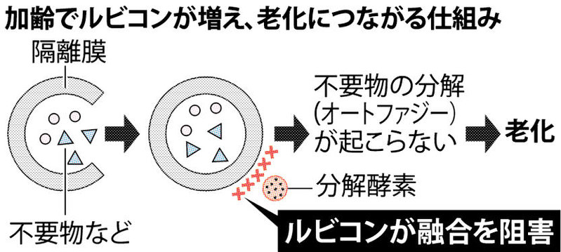 加齢でルビコンが増え、老化につながる仕組み
