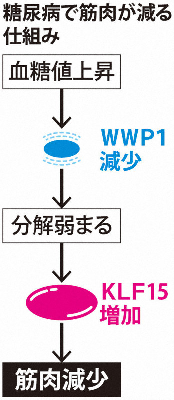 糖尿病で筋肉が減る仕組み
