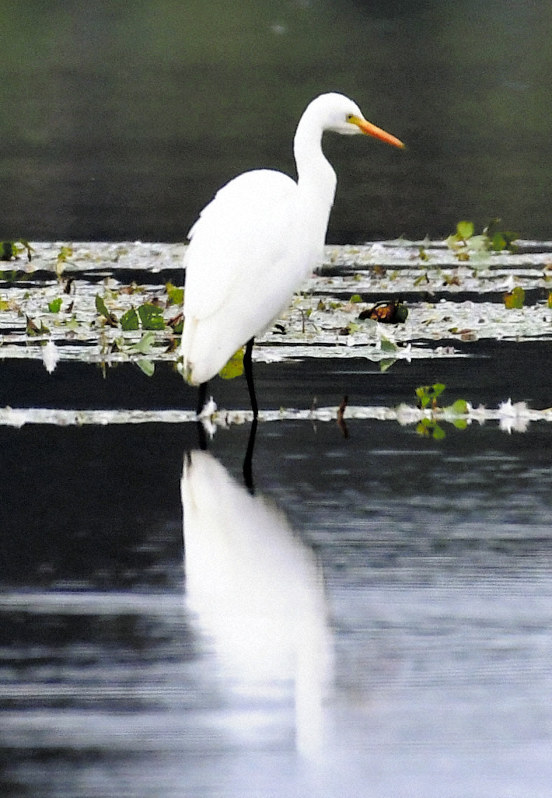 内沼で羽をやすめるチュウサギ=宮城県栗原市で、山田研撮影