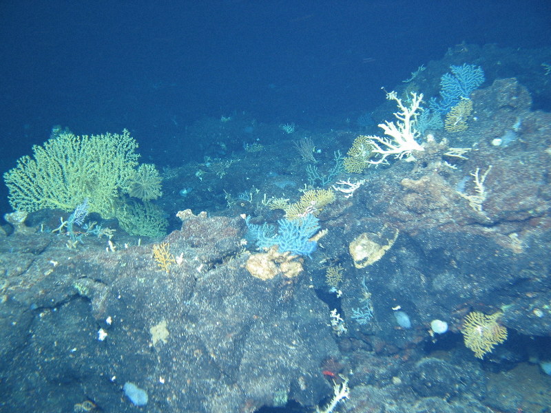 小笠原に「海洋保護区」設定へ 深海生物守る | 毎日新聞