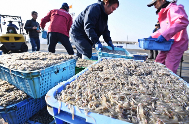 水揚げされたイカナゴのシンコ=兵庫県明石市の林崎漁港で2019年3月5日午前8時33分、山崎一輝撮影