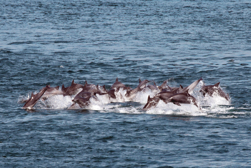 イルカ、瀬戸内で群舞 愛媛・来島海峡 | 毎日新聞