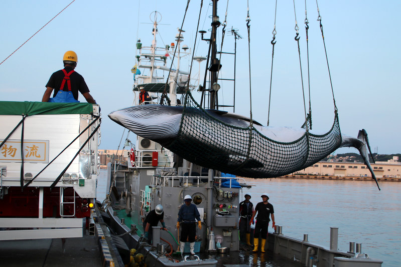 調査捕鯨で捕獲され、水揚げされるミンククジラ。IWC脱退で、日本は調査捕鯨を行う条約上の根拠を失うという指摘もある=青森県・八戸港で2017年7月、塚本弘毅撮影