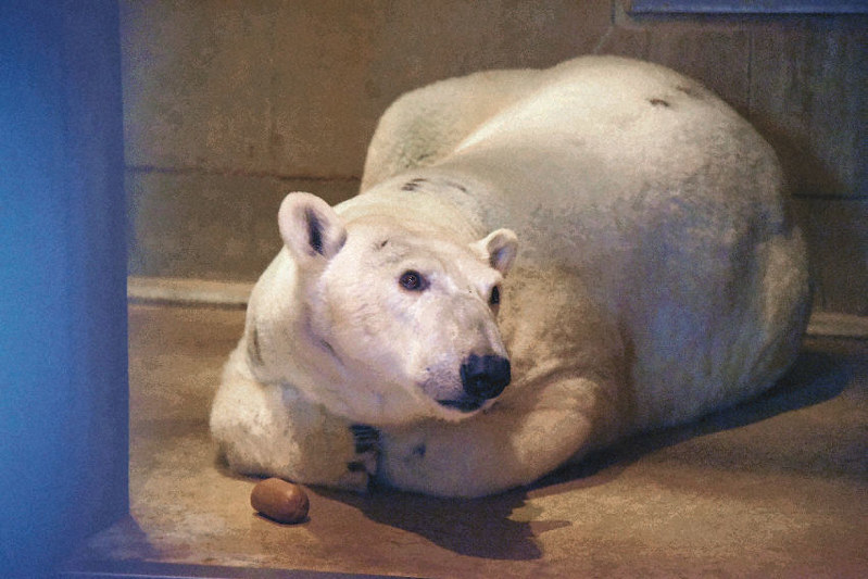 ユキちゃん、秋田に「嫁入り」 男鹿水族館にホッキョクグマ | 毎日新聞