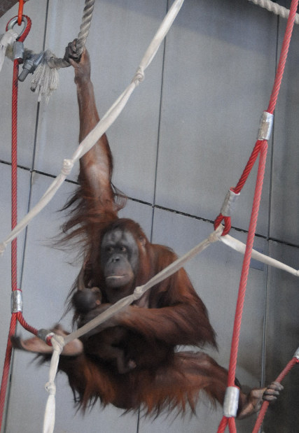 名物オランウータン「リアン」死亡 空中散歩で人気 旭山動物園 | 毎日