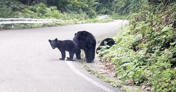 秋田県のクマ生息数6割増加 推定3700頭 毎日新聞