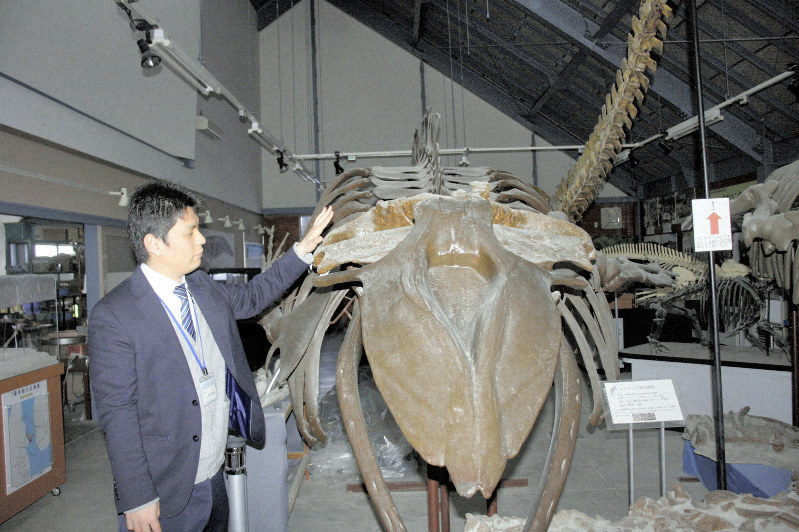 北海道・沼田町で発見のクジラ化石は新種 「ヌマタナガスクジラ」と