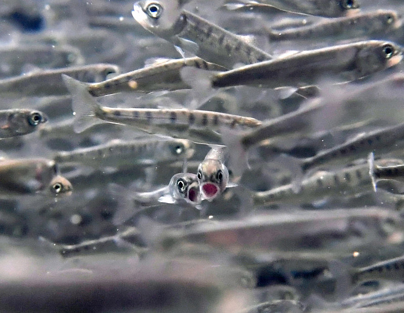 水槽の中を元気に泳ぎ回るサケの稚魚=札幌市南区の札幌市豊平川さけ科学館で2019年3月2日、竹内幹撮影