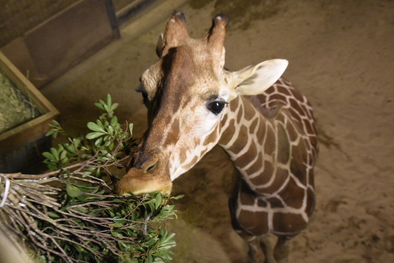春待つ動物園 休園日の裏側をリポート 秋田 大森山動物園 毎日新聞 春待つ動物園 休園日の裏側をリポート 秋田 大森山動物園 毎日新聞