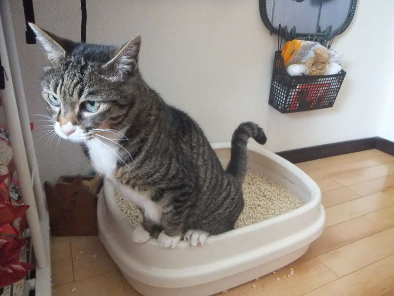 猫といっしょに年をとる トイレでの作法 加藤由子 毎日新聞