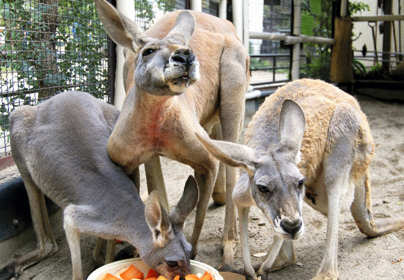 「代表動物選挙2019」で初当選したアカカンガルーのイッチ(中央)=須坂市動物園提供