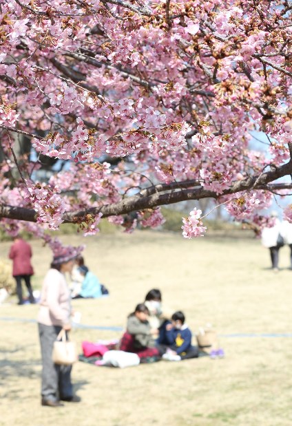 桜まつり 白浜 平草原公園で開催中 ２９日から夜にも 和歌山 毎日新聞