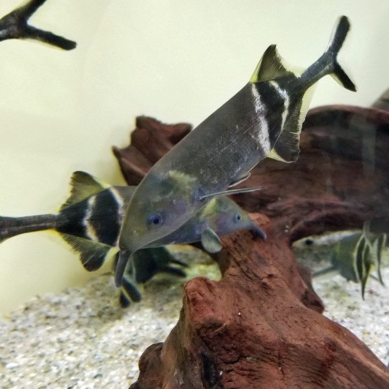 イベント クモみたいなカニ 派手な二枚貝 へんないきもの展 写真特集9 11 毎日新聞