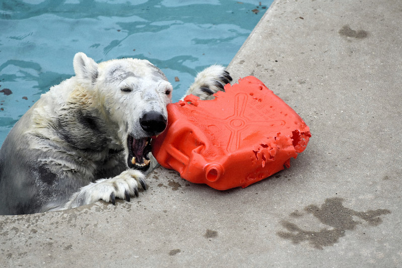 ホッキョクグマ「ユキ」、初日からリラックス 秋田・男鹿水族館GAO