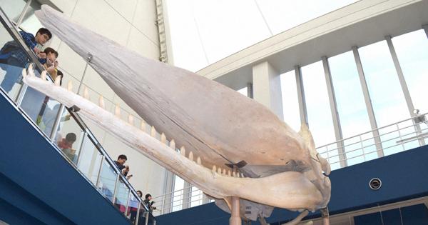 海の生物、どんな骨格? 展示ゾーンオープン マッコウクジラの巨大頭骨